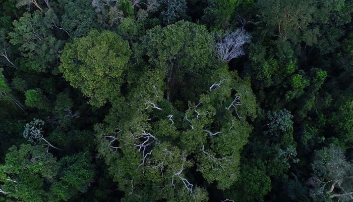 1755561719_floresta_amazonica_vista_de_cima.jpg