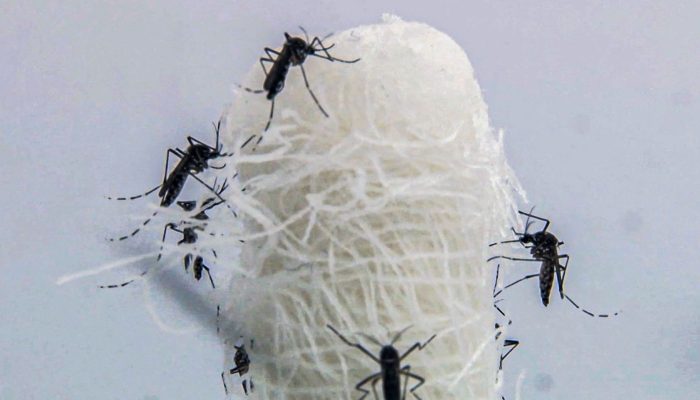 aedes_aegypti_e_o_mosquito_transmissor_do_virus_da_dengue_.jpg