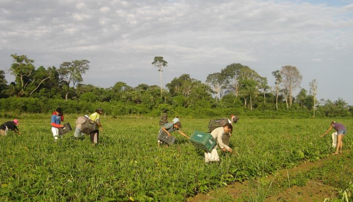 agricultores_familiares_colhem_feijao-caupi_-_emanuel_cavalcante_-_embrapa_amapa.jpg