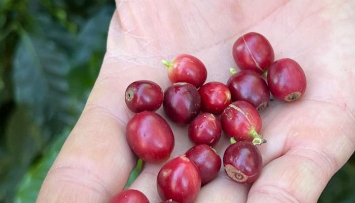 cafe_produizido_pela_fazenda_florenca.jpg