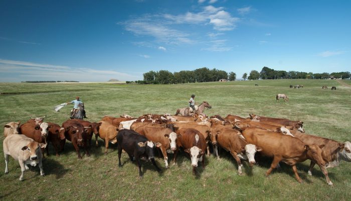 cattle-1600877.jpg
