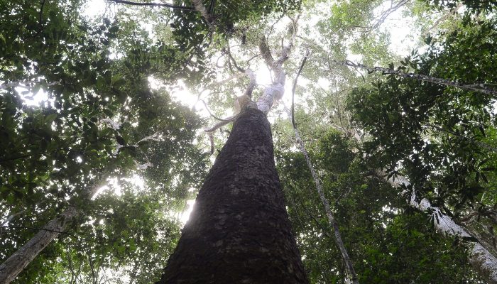 dsmatamento_na_amazonia_pa_moju_7855.jpg