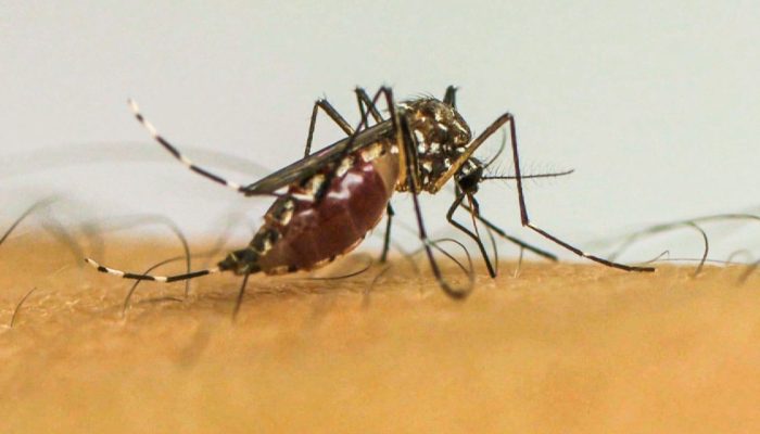 mosquito_.jpg