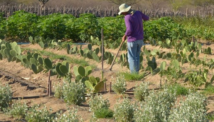 produtor_rural_no_semiarido.jpg